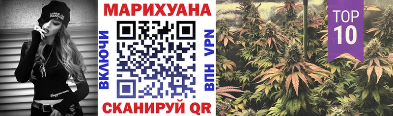 как найти   Кукмор  Канабис сатива 